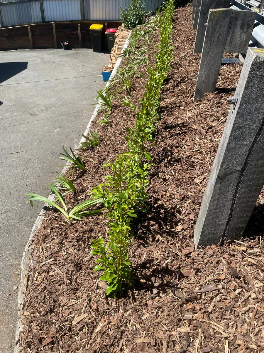 A garden path in Motueka after a tidy-up, weeded and freshly mulched