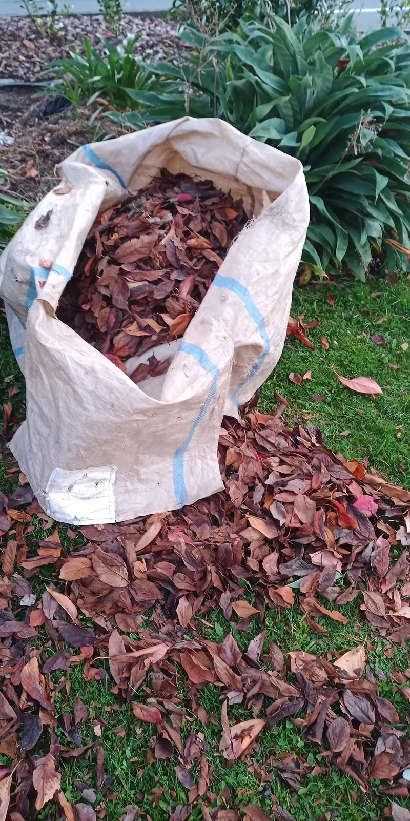 A bag of autumn leaves collected from a Nelson lawn