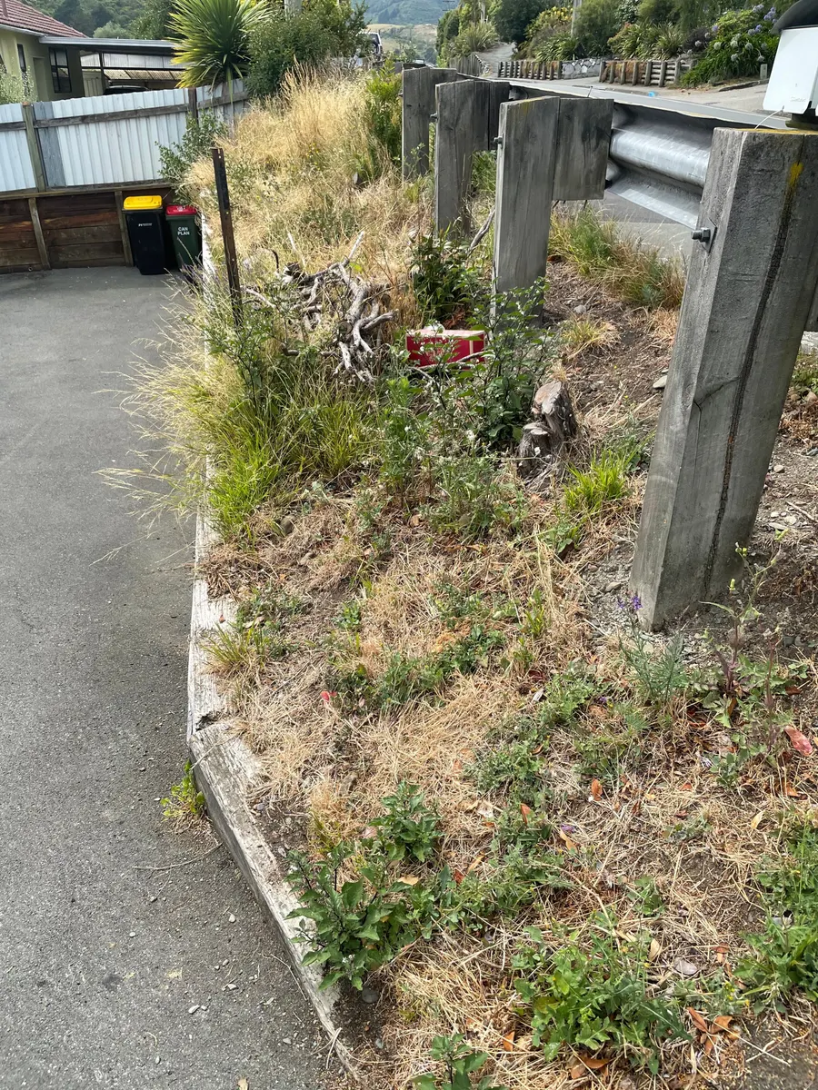 An overgrown garden path in Motueka before the tidy-up