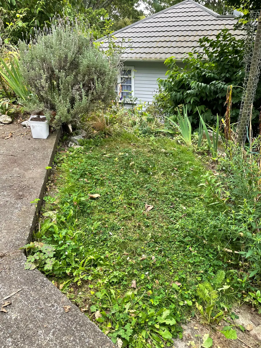 An overgrown section in Nelson before the clean-up