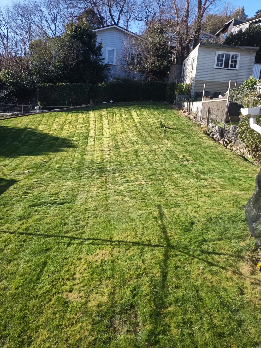 A striped back lawn in Motueka after mowing, with a greenhouse behind